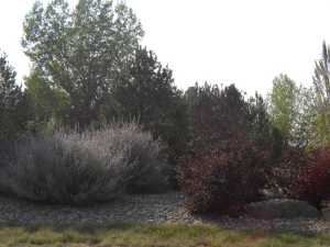 Xeriscape landscaping 